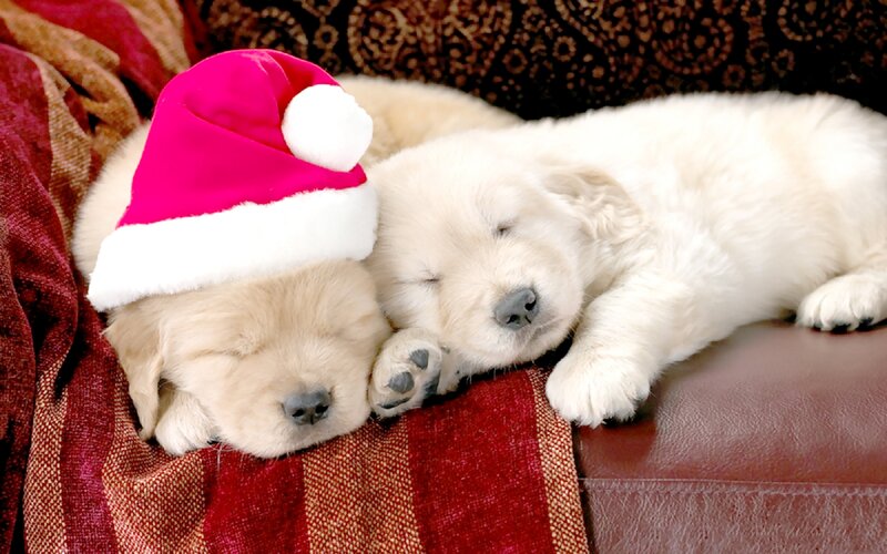 Puppies Wearing Hats — White