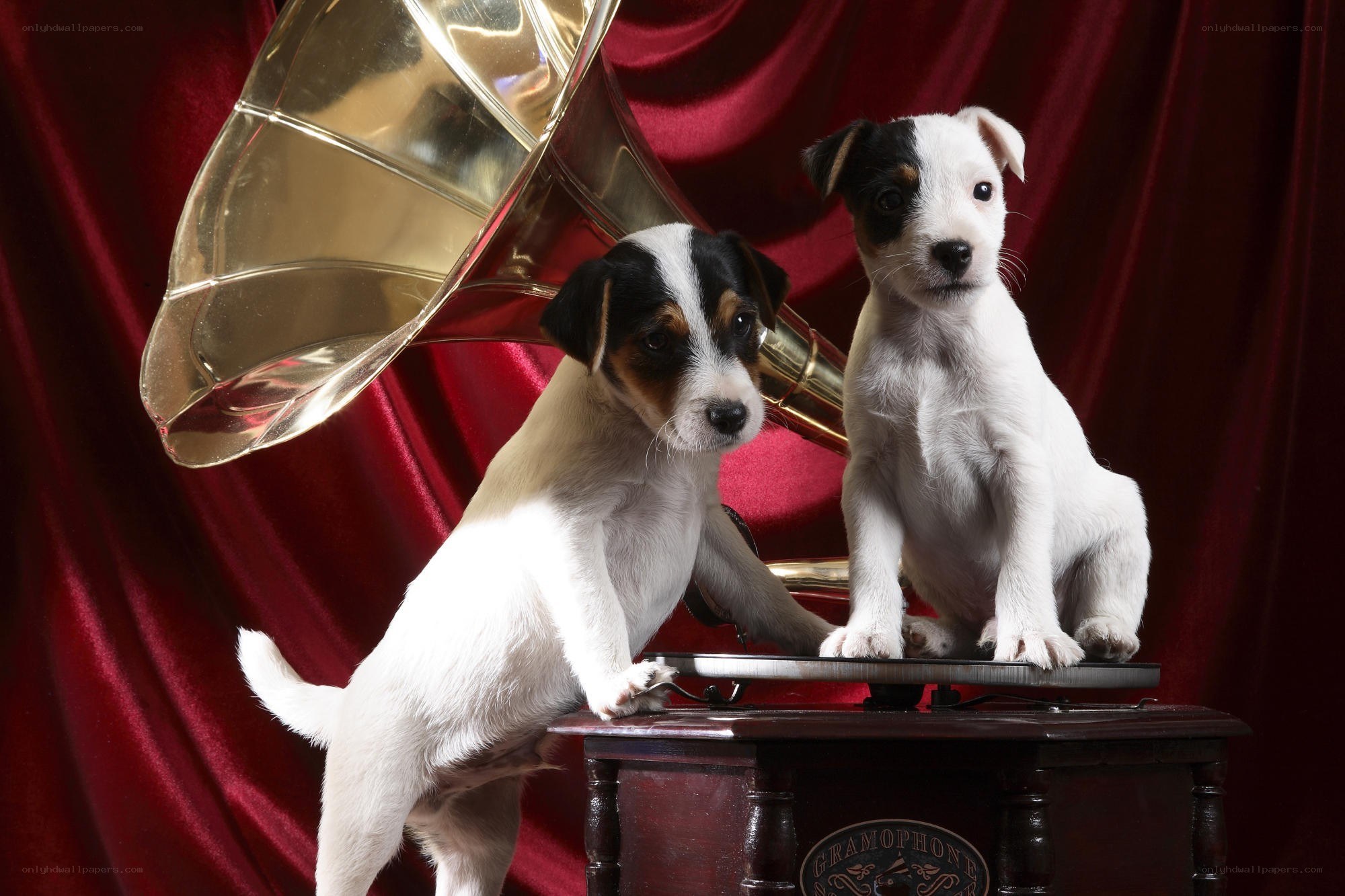 Puppies with a gramophone
