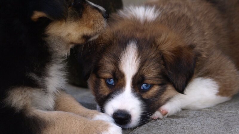 Puppies with Blue Eyes