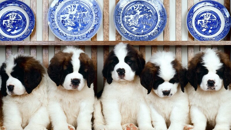 puppies with blue plates