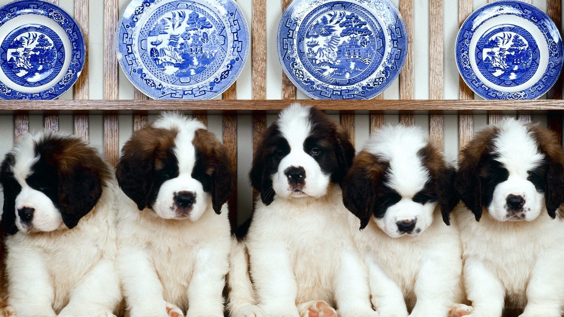 puppies with blue plates