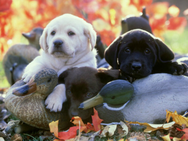 Puppies with Duck Decoys