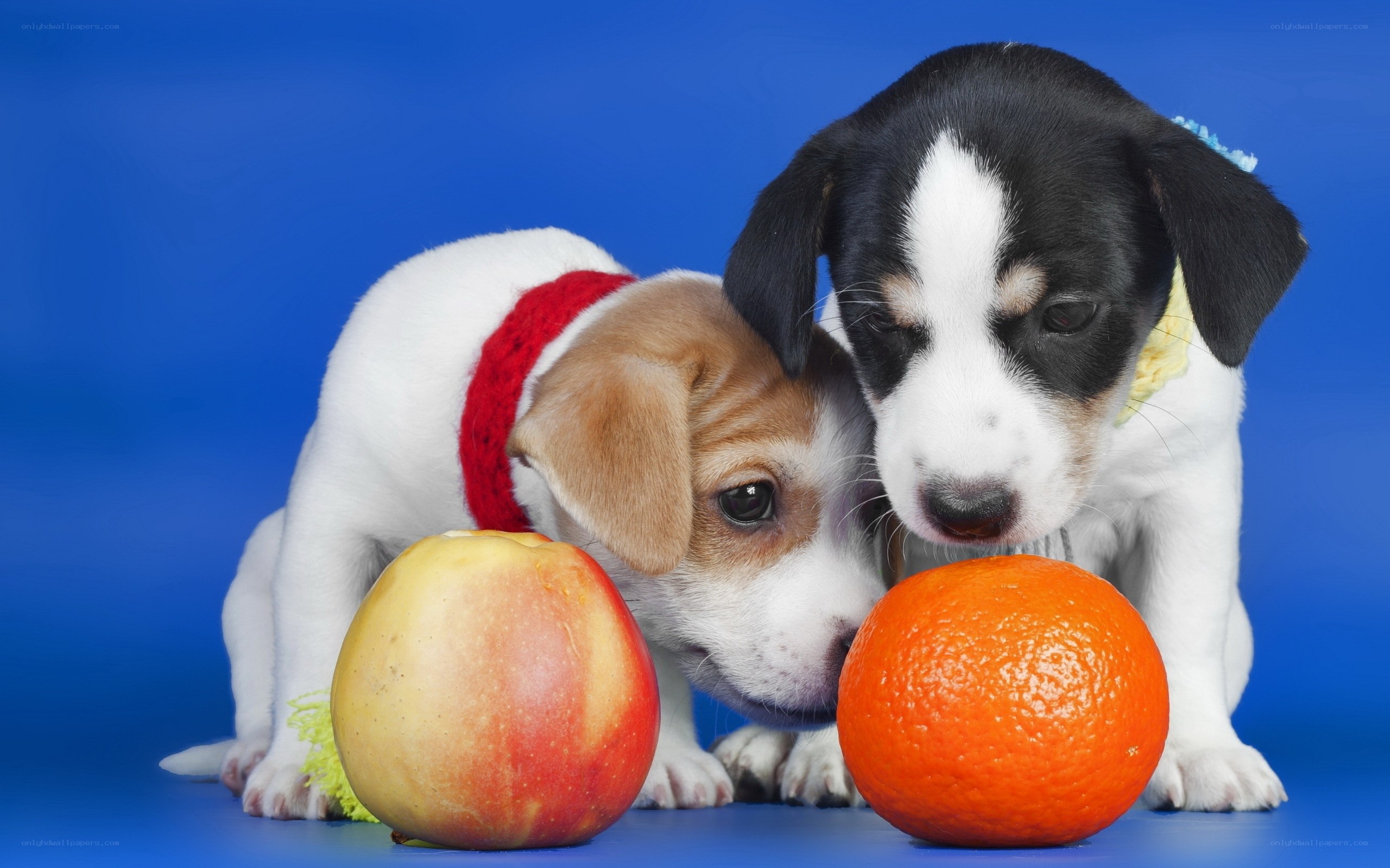Puppies with fruit