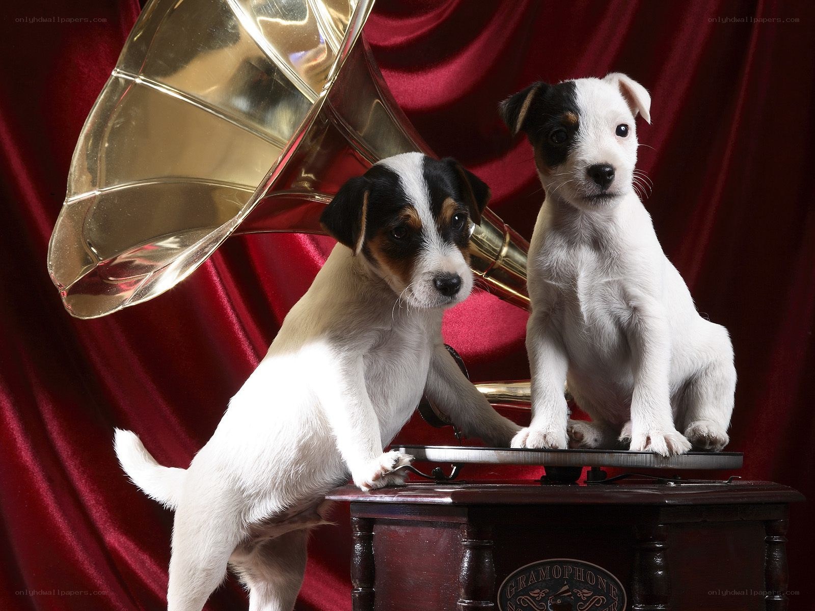 Puppies with gramophone