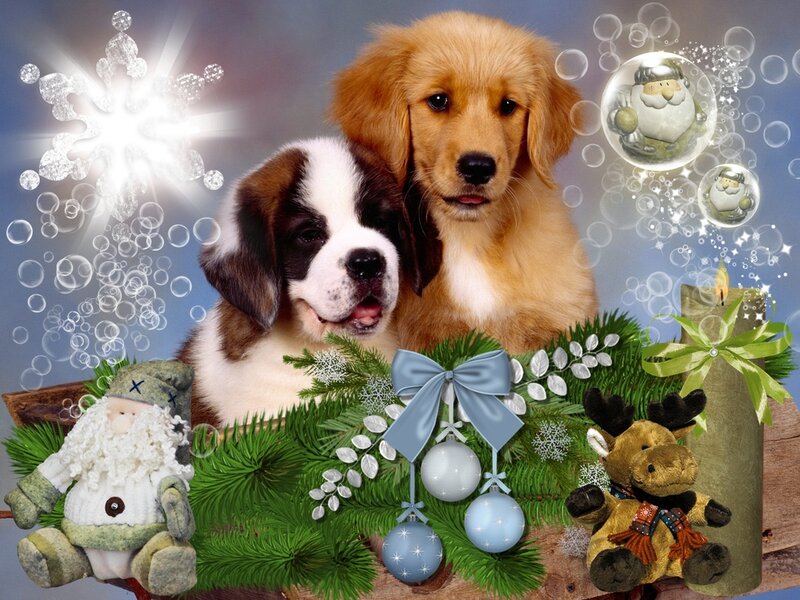 Puppies with Holiday Decor