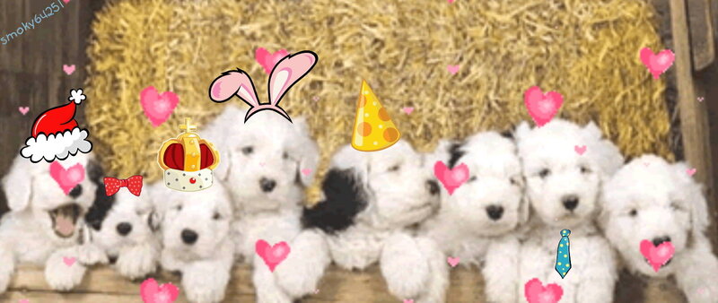 puppies with party hats