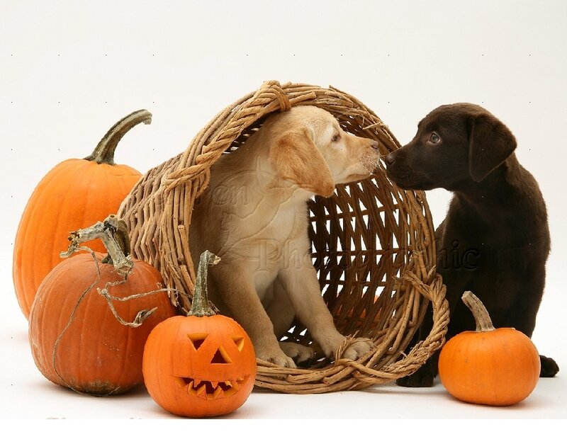 Puppies with Pumpkins — Orange, Festive