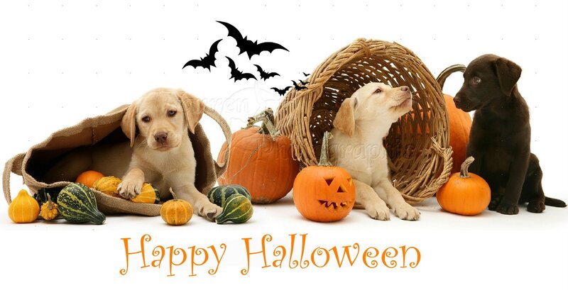 Puppies with Pumpkins — Orange