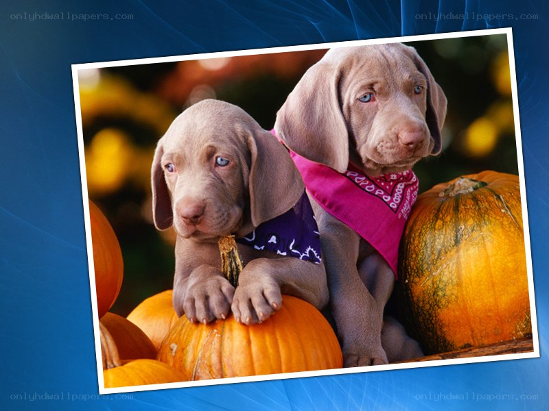 Puppies with pumpkins