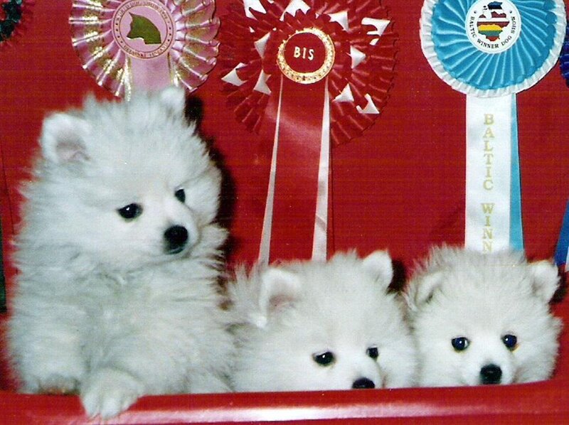 Puppies with ribbons