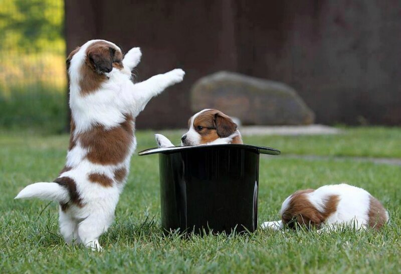 Puppies with Top Hat
