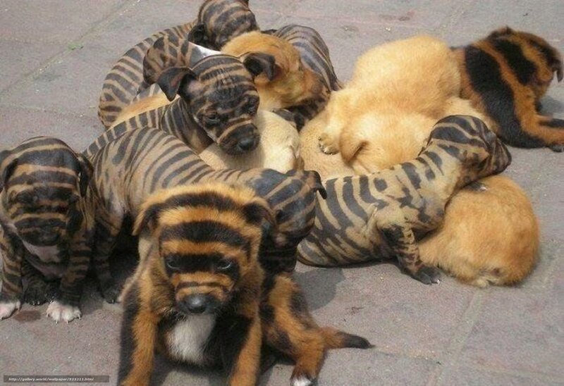 puppies with zebra stripes