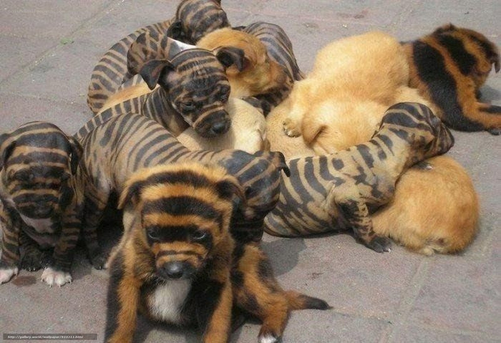 puppies with zebra stripes