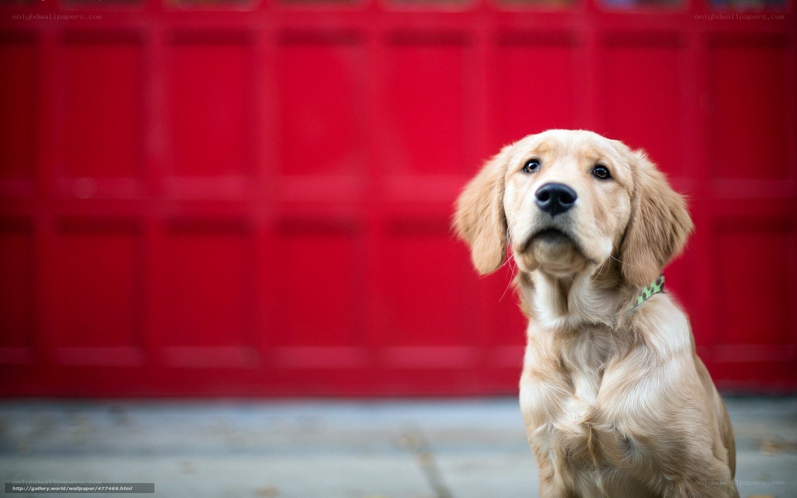 puppy against red wall