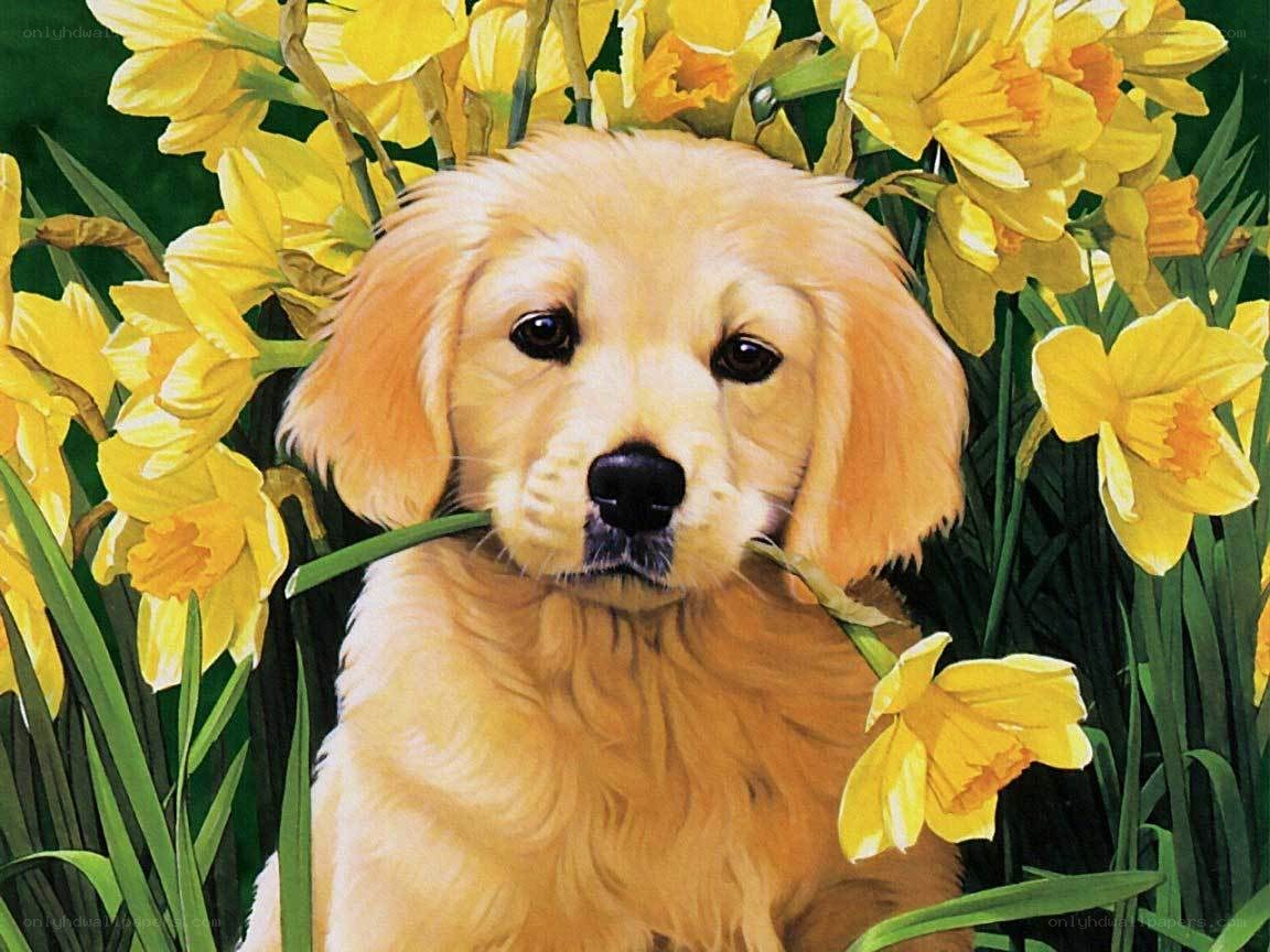 puppy among daffodils