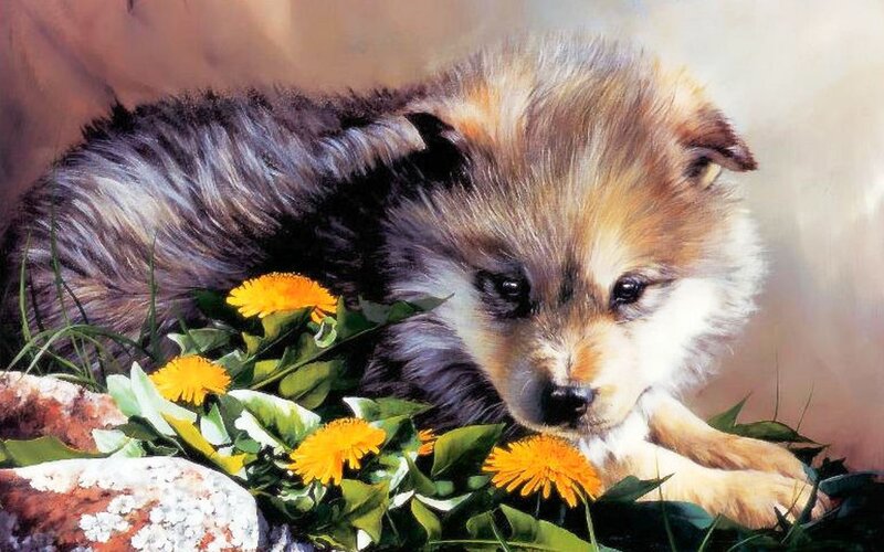 Puppy Among Dandelions