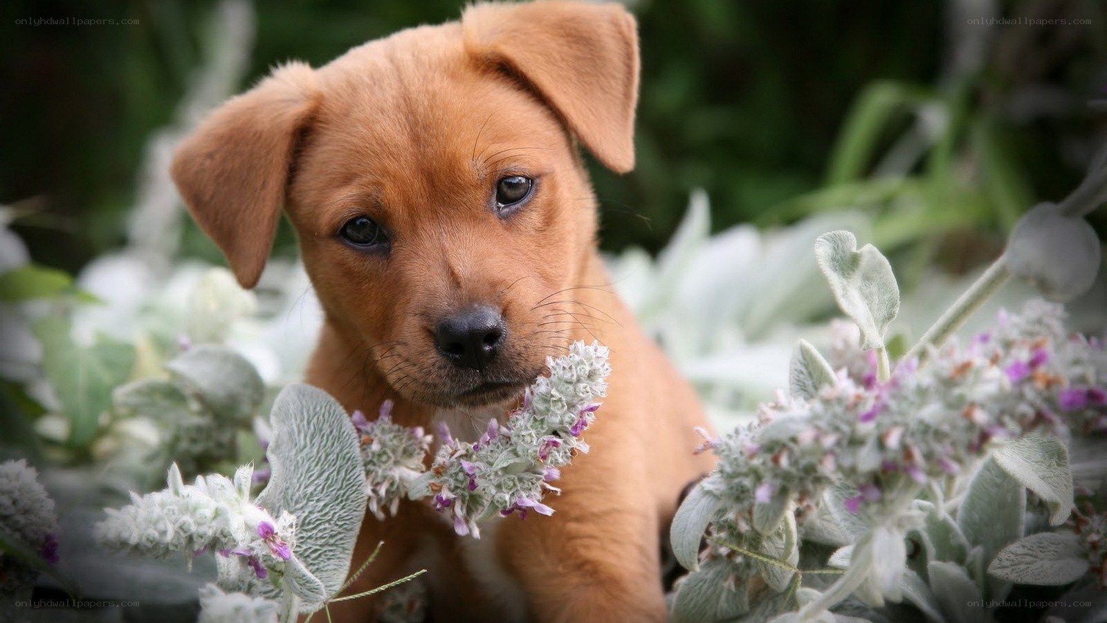 puppy among flowers