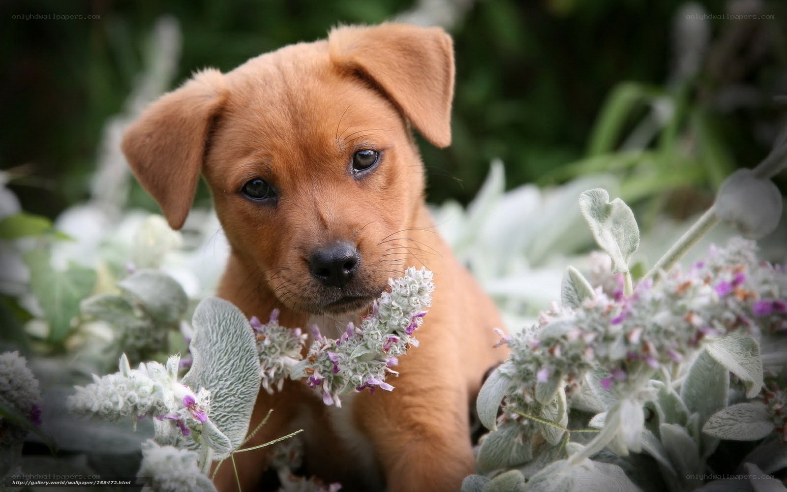 puppy among flowers