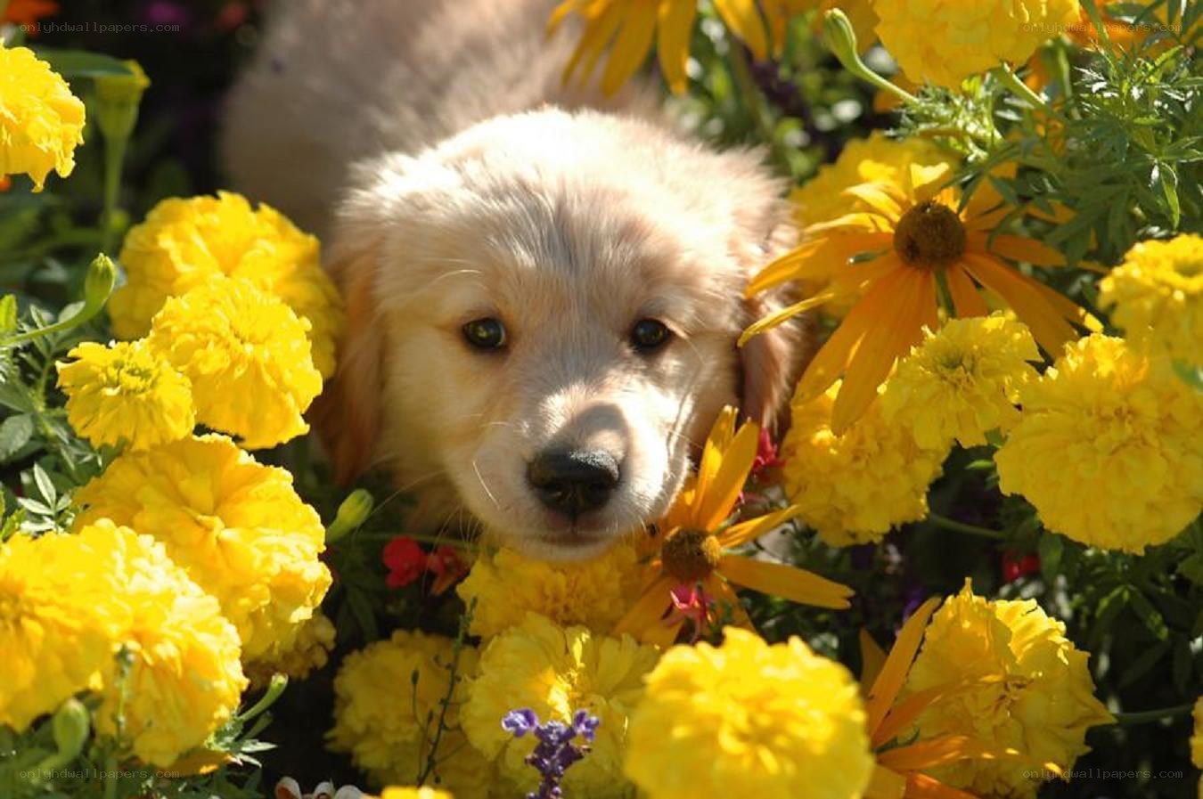 puppy among yellow flowers