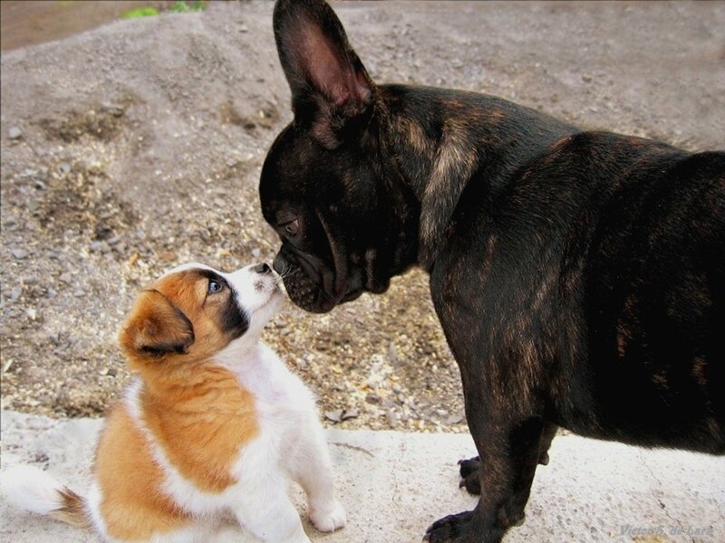 Puppy and adult dog interacting
