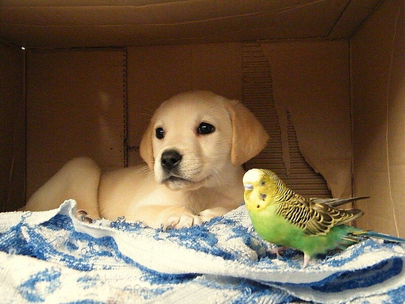 Puppy and Budgie