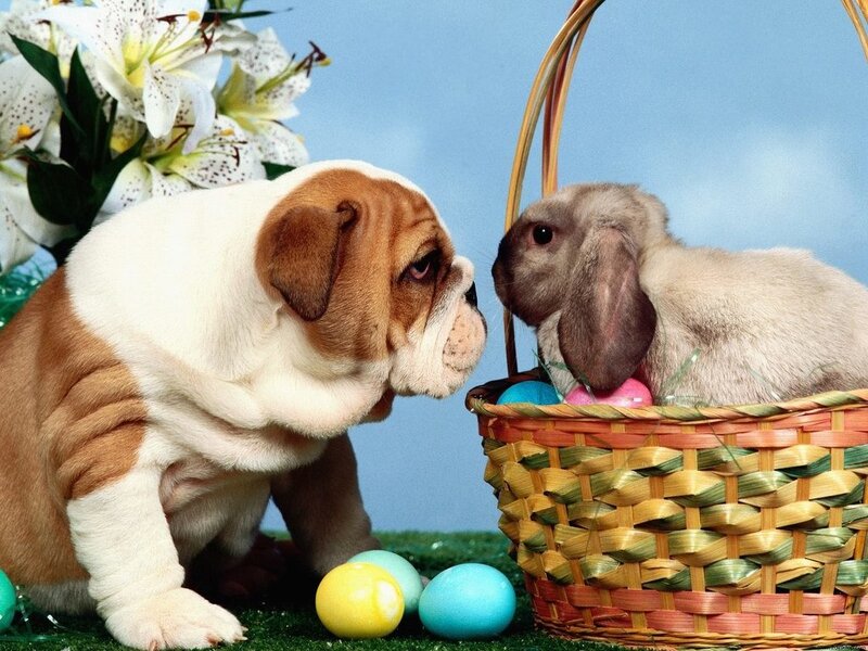 puppy and bunny in basket