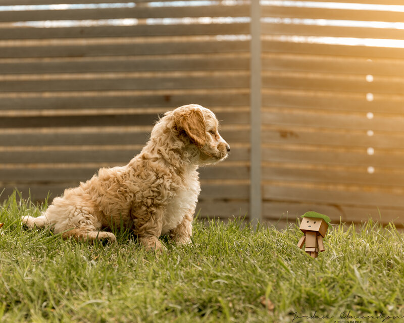 Puppy and Cardboard Figure