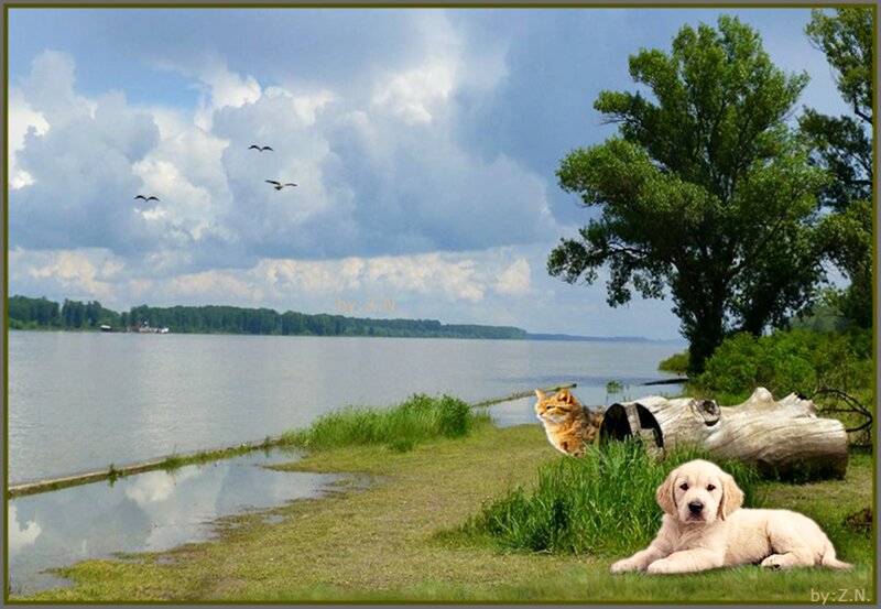 Puppy and Cat by Lake