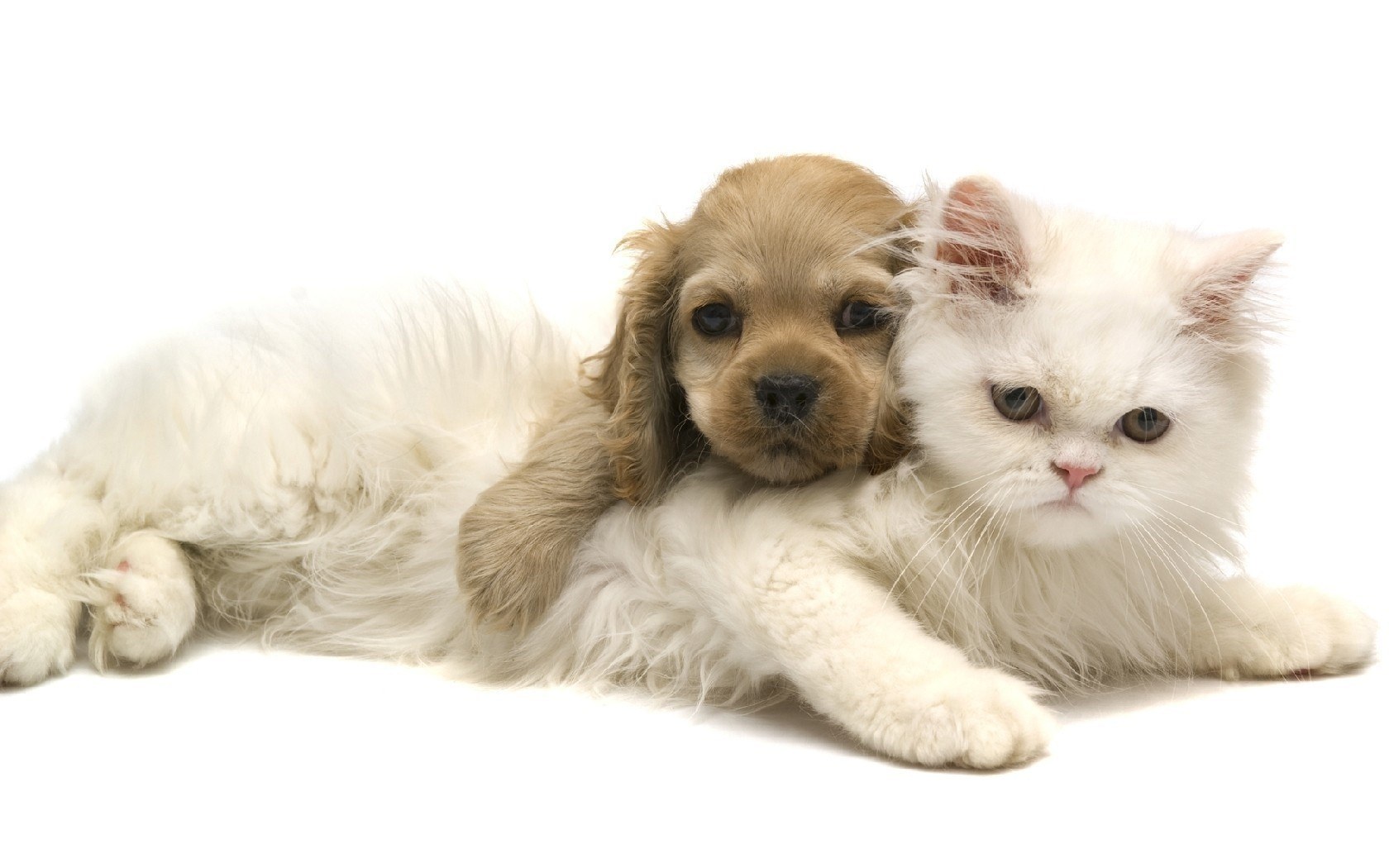 puppy and cat cuddling