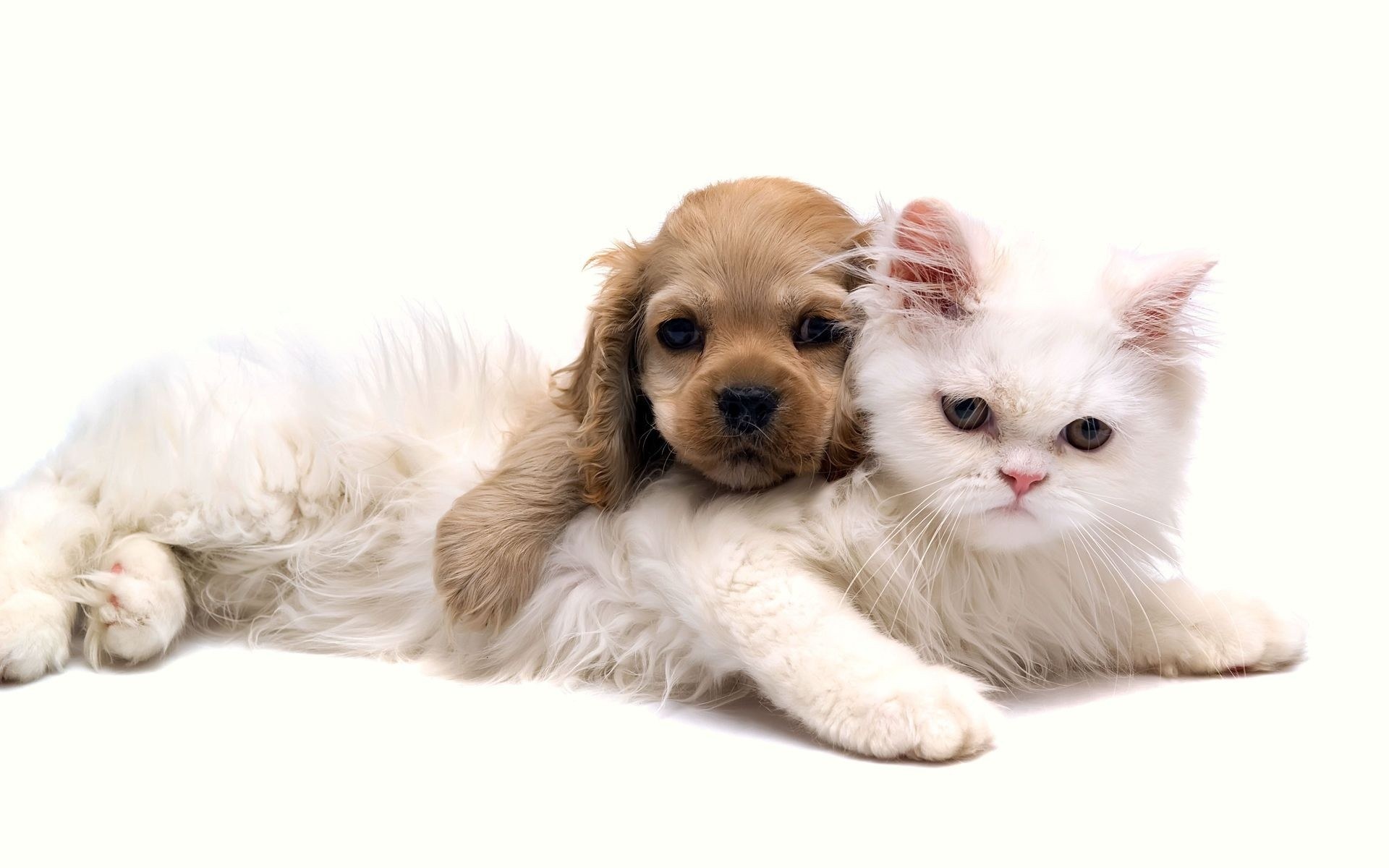 puppy and cat cuddling
