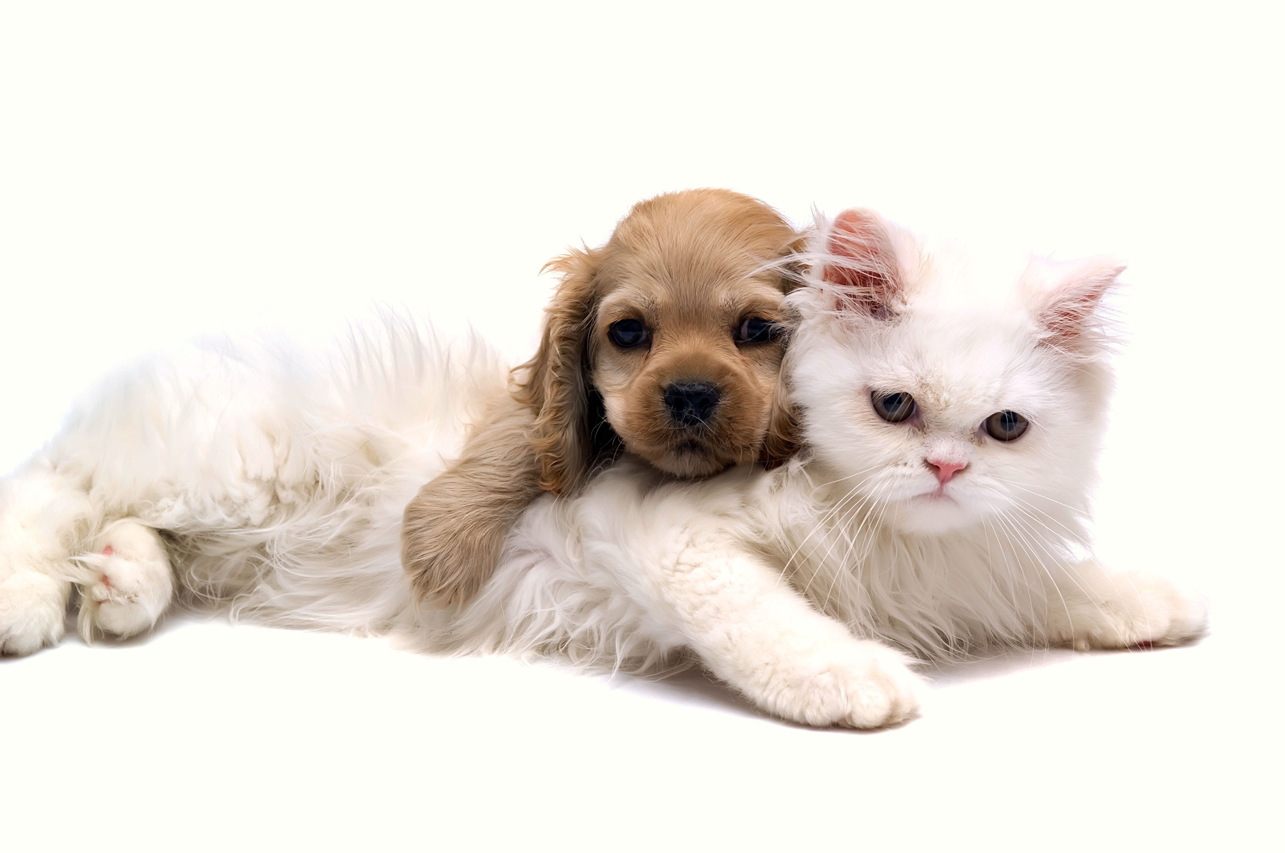 puppy and cat cuddling