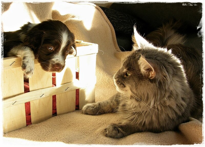 Puppy and Cat in Basket