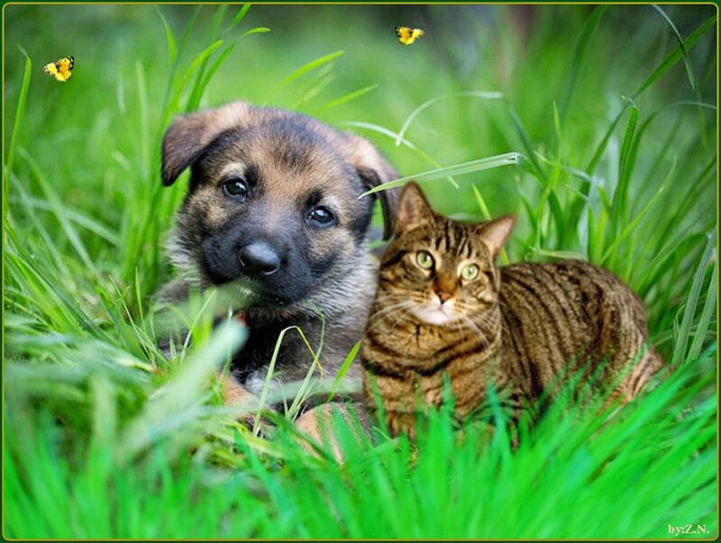 Puppy and Cat in Grass — Green