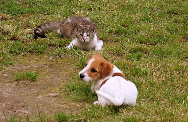 Puppy and Cat in Grass