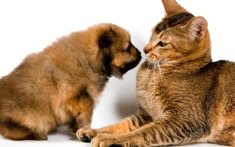 Puppy and Cat Interacting — Brown