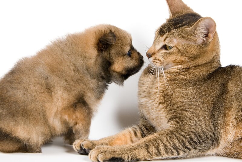 puppy and cat interacting
