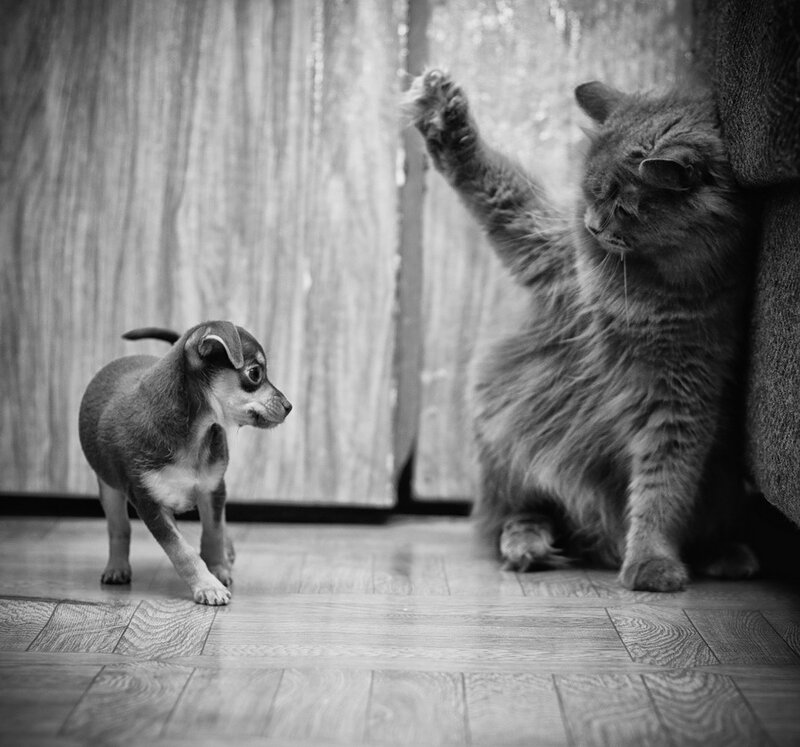 Puppy and Cat Interaction