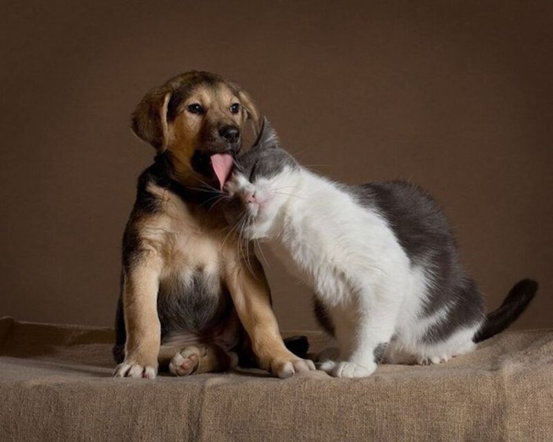 Puppy and Cat Licking