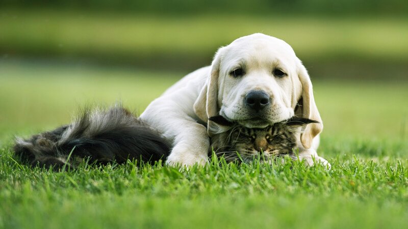 Puppy and Cat on Grass — Green