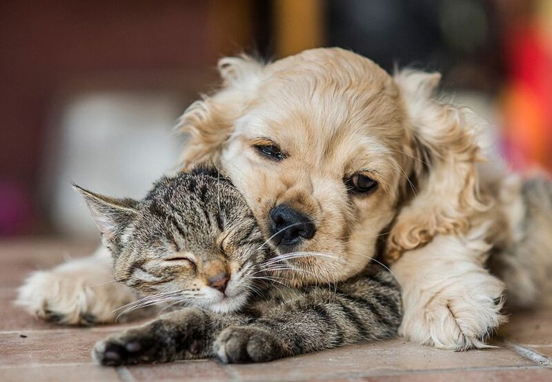 Puppy and Cat Sleeping — Brown