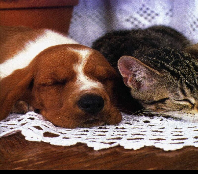 Puppy and Cat Sleeping