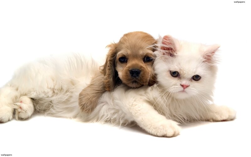 Puppy and Cat Together
