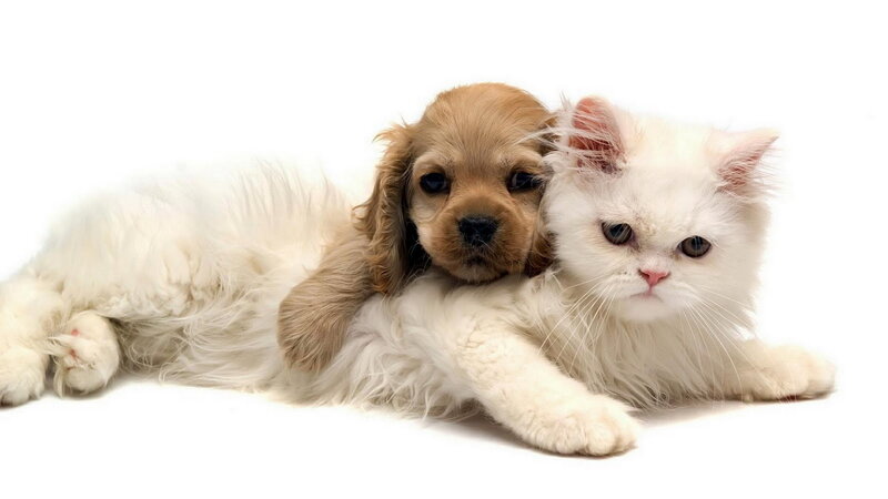 Puppy and Cat Together — White, Calm