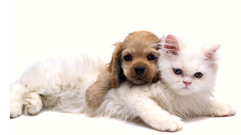 Puppy and Cat Together — White
