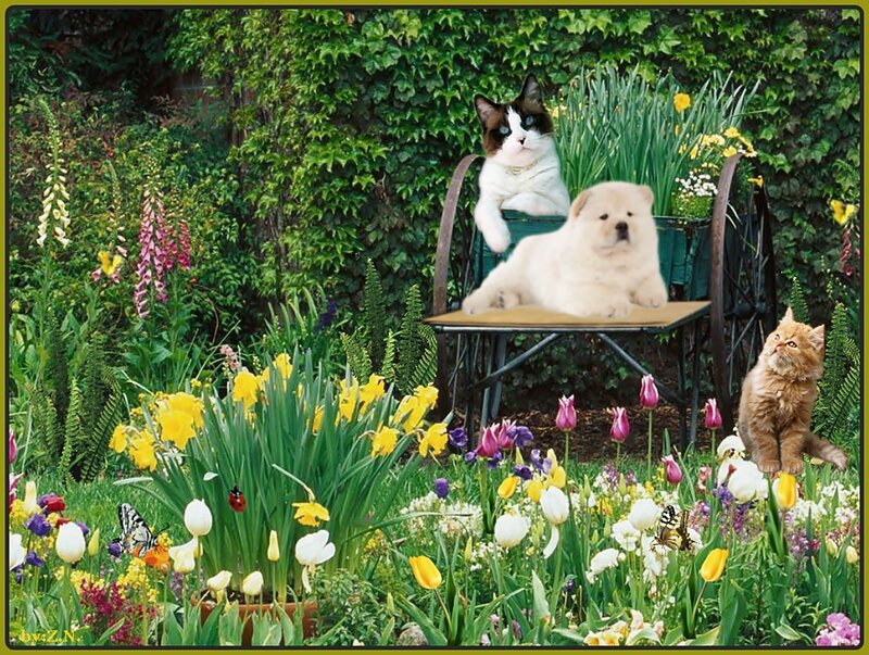 Puppy and Cats in Garden