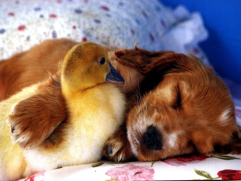Puppy and Duckling — Brown, Peaceful