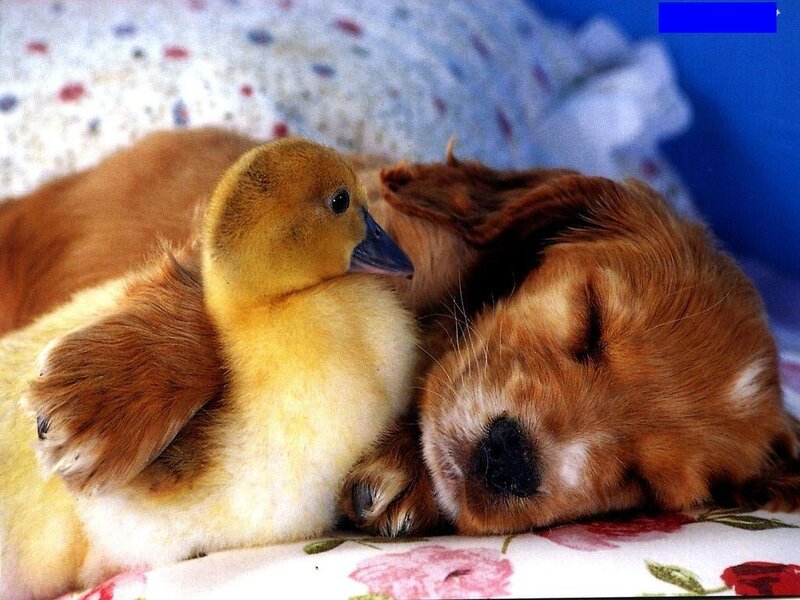 Puppy and Duckling — Brown