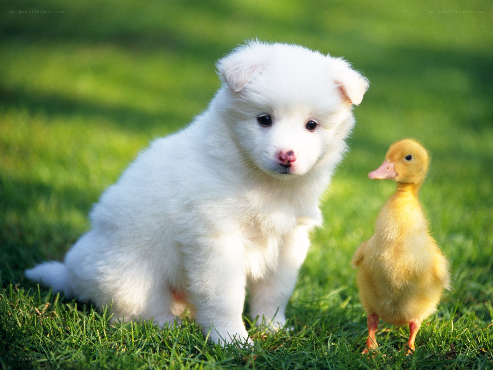 puppy and duckling on grass