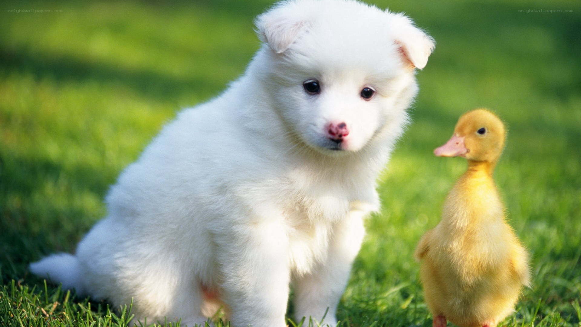 Puppy and duckling on grass