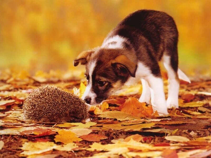 Puppy and hedgehog in autumn